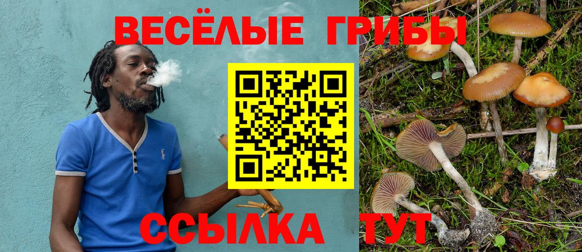 Галлюциногенные грибы Psilocybine cubensis Донской